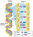 Dna1.jpg