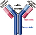 Antibody.gif