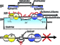 Biochemical motor.gif