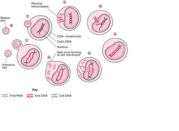 Retrovirus-lifecycle.jpg